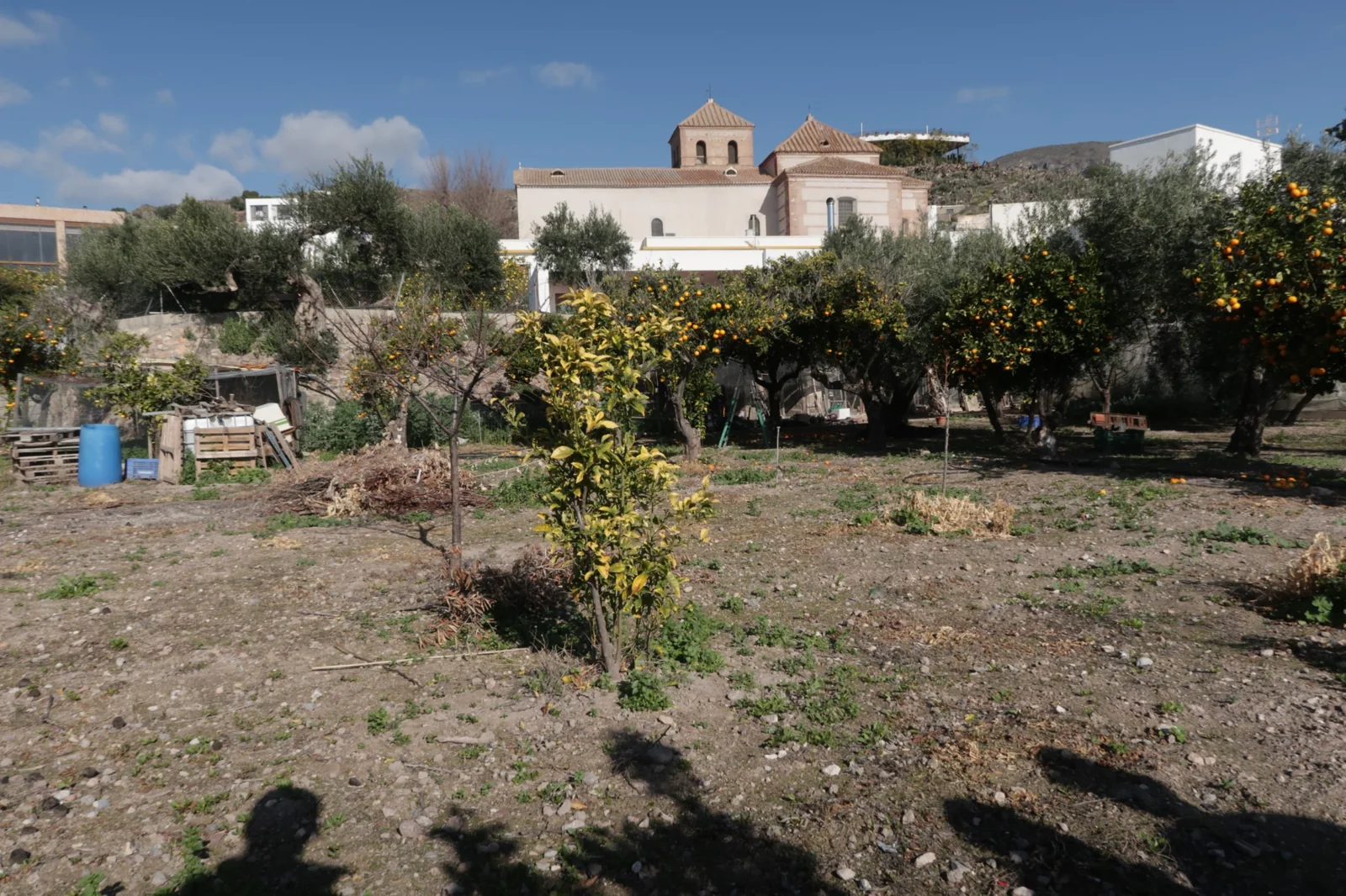 Cítricos del huerto y la iglesia al fondo